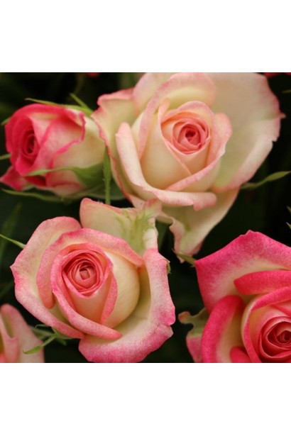 Троянда спрей ’Сафіна’ (біла з рожевим кантом)